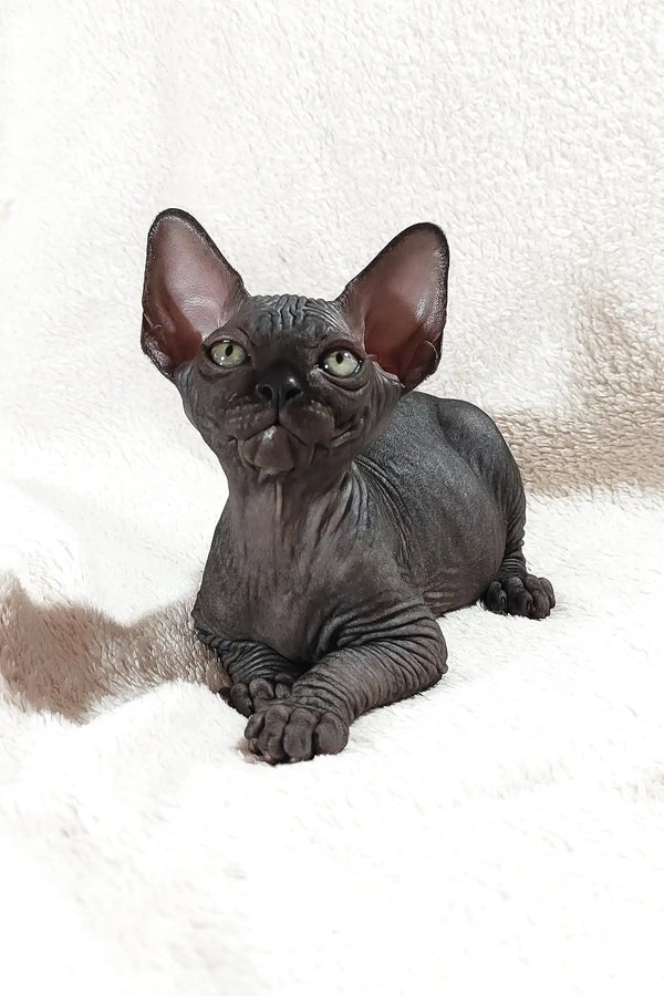Deni | canadian sphynx kitten