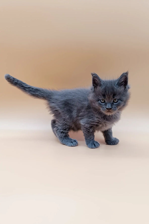 Gray Maine Coon kitten with blue eyes standing on a plain surface