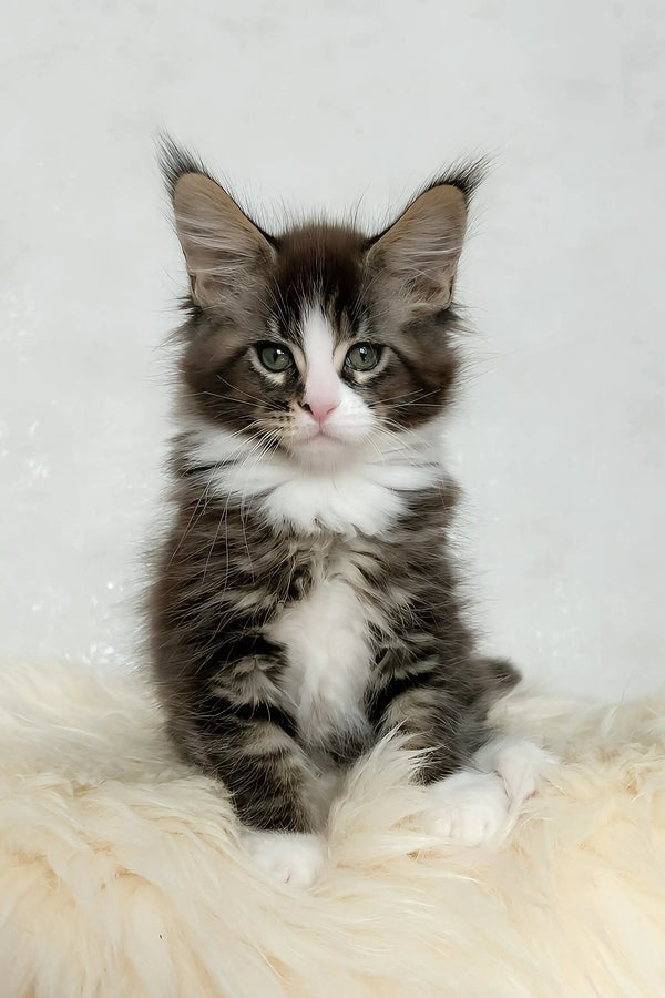 Derrick | maine coon kitten