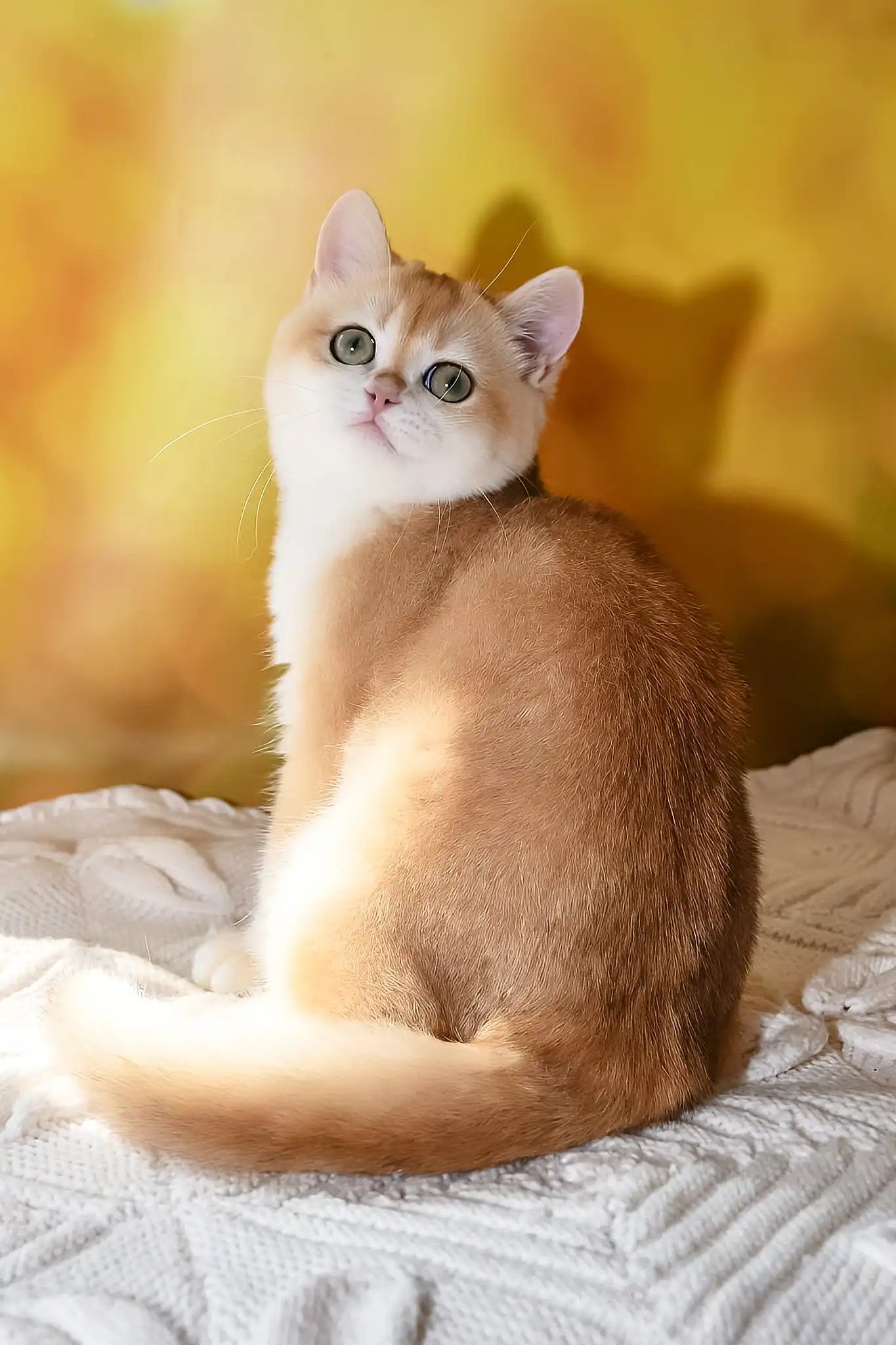 Orange Golden Shorthair Cat Diana The Adorable British Shorthair