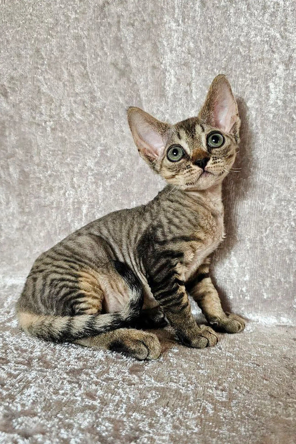Striped Tabby Devon Rex kitten with big ears and wide eyes on textured surface