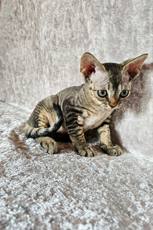 Striped Devon Rex kitten with big ears and wide eyes lounging on a textured surface