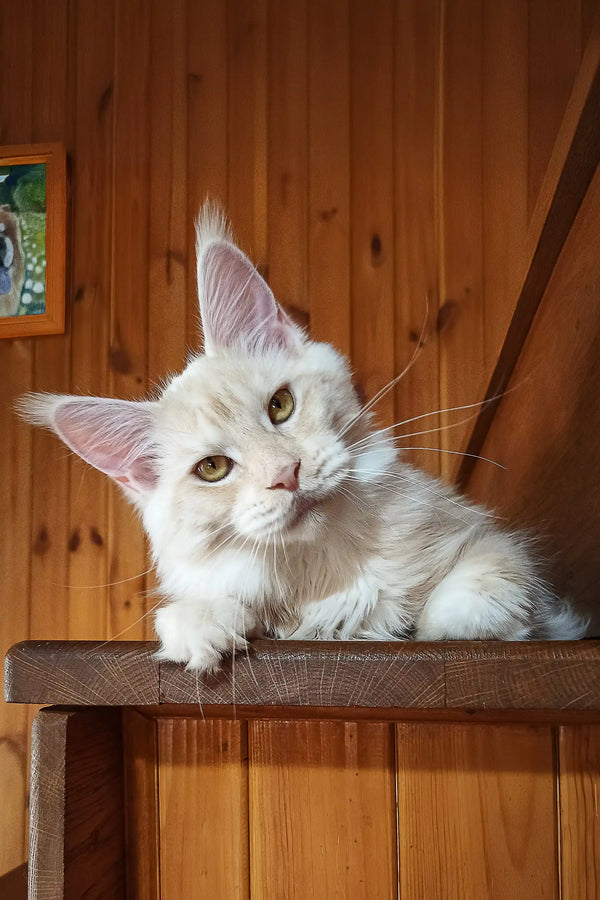 Diana | maine coon kitten