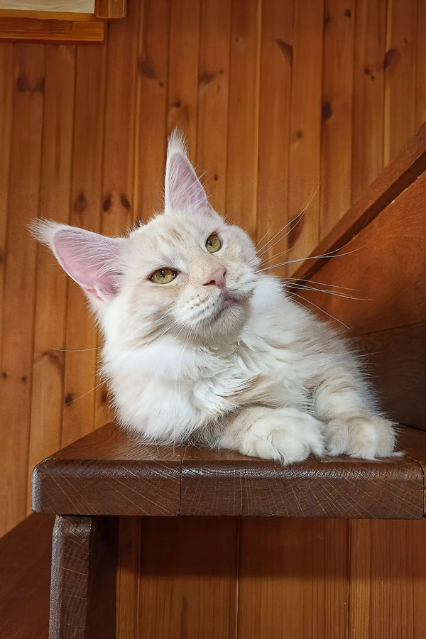 Diana | maine coon kitten