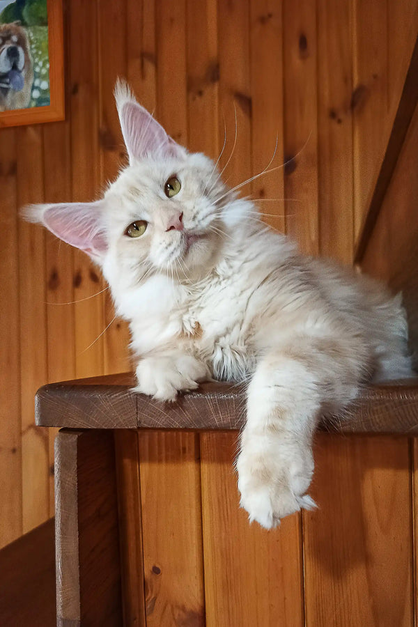 Diana | maine coon kitten