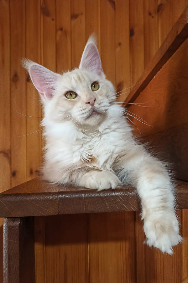 Diana | maine coon kitten