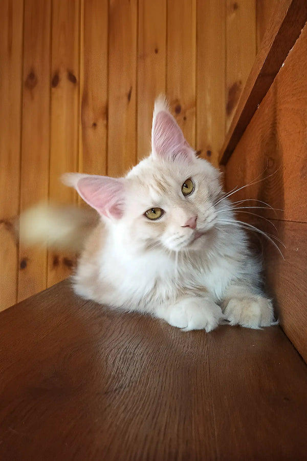 Diana | maine coon kitten