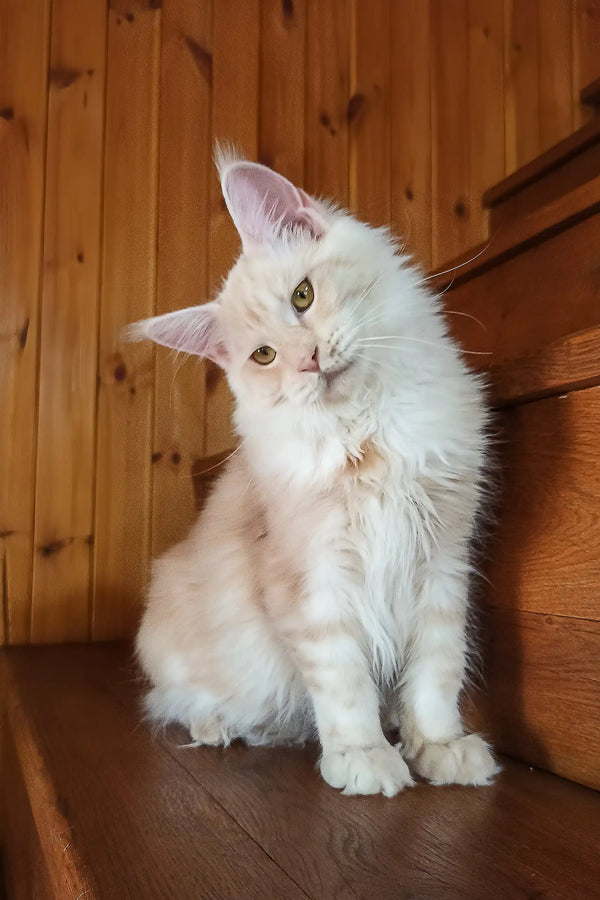 Diana | maine coon kitten