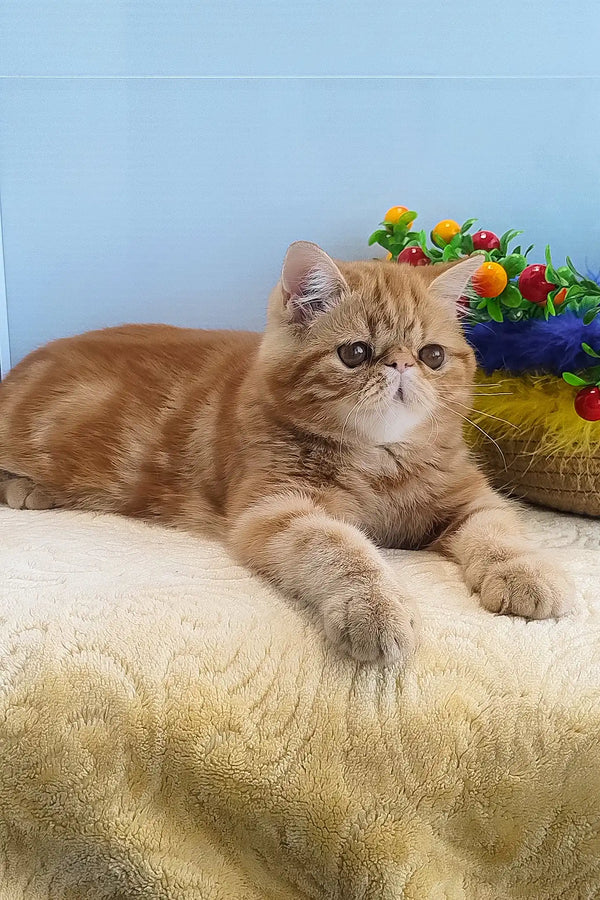 Diane | exotic shorthair kitten