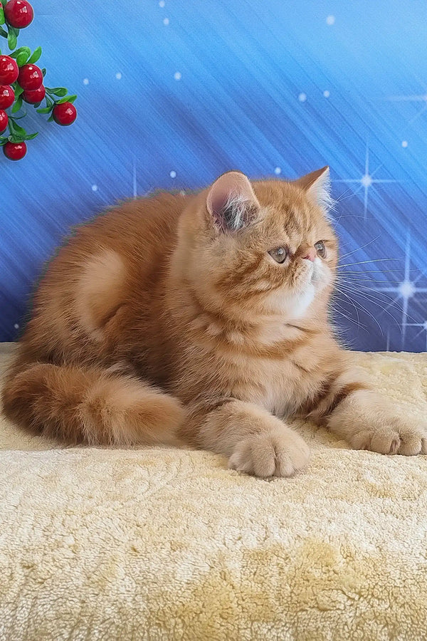 Diane | exotic shorthair kitten