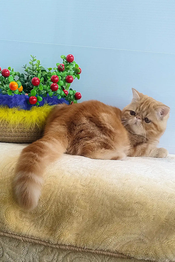 Diane | exotic shorthair kitten