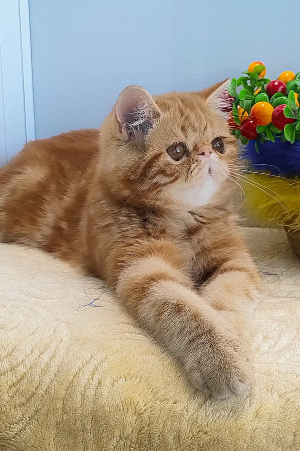 Diane | exotic shorthair kitten