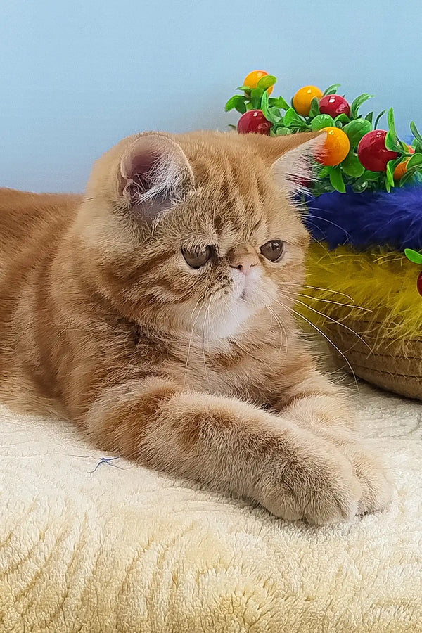 Diane | exotic shorthair kitten