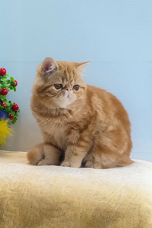 Diane | exotic shorthair kitten