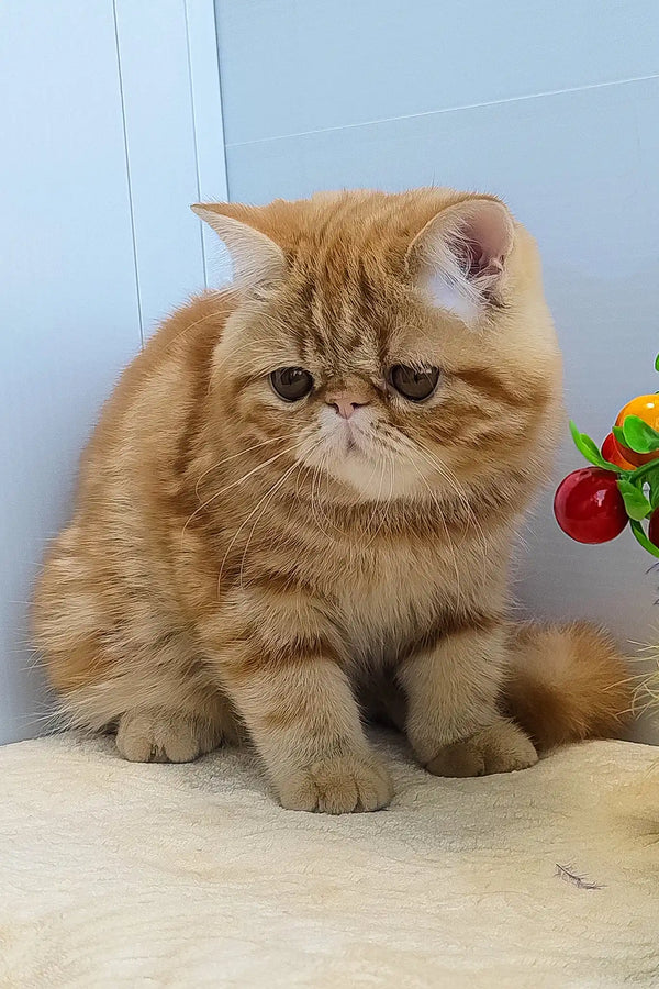 Diane | exotic shorthair kitten