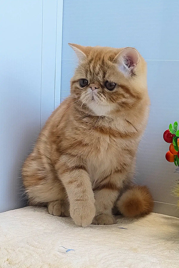 Diane | exotic shorthair kitten