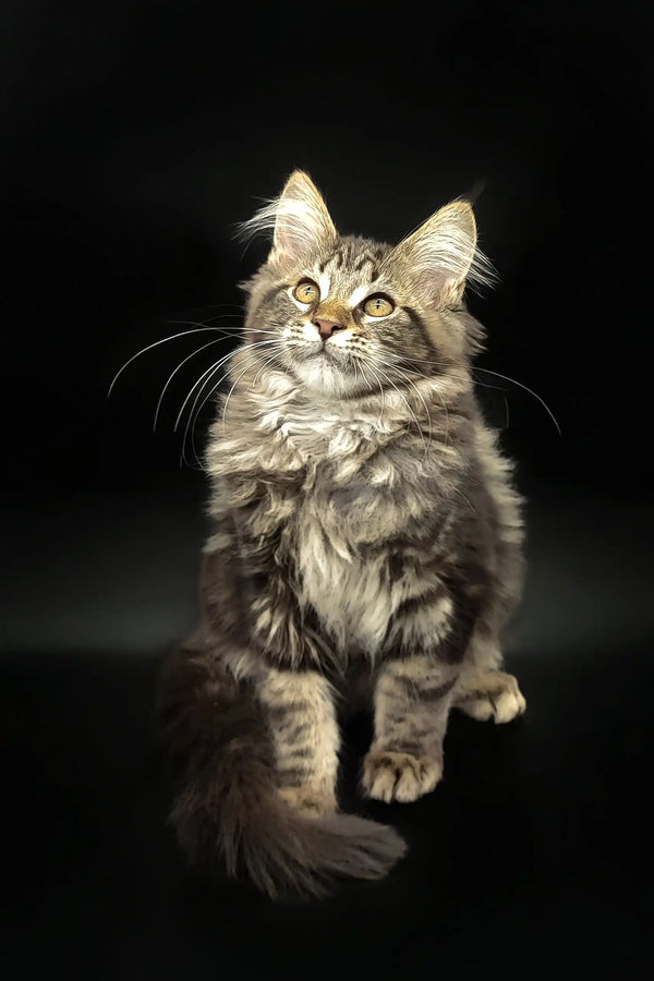 Fluffy brown tabby kitten Dilan, the adorable Maine Coon companion