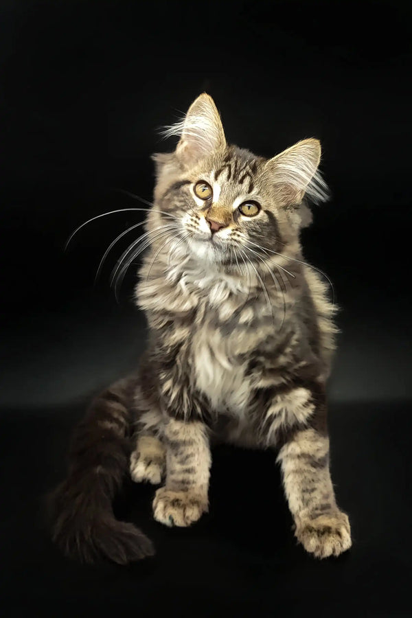 Fluffy brown tabby kitten Dilan, a cute Maine Coon pet for your home