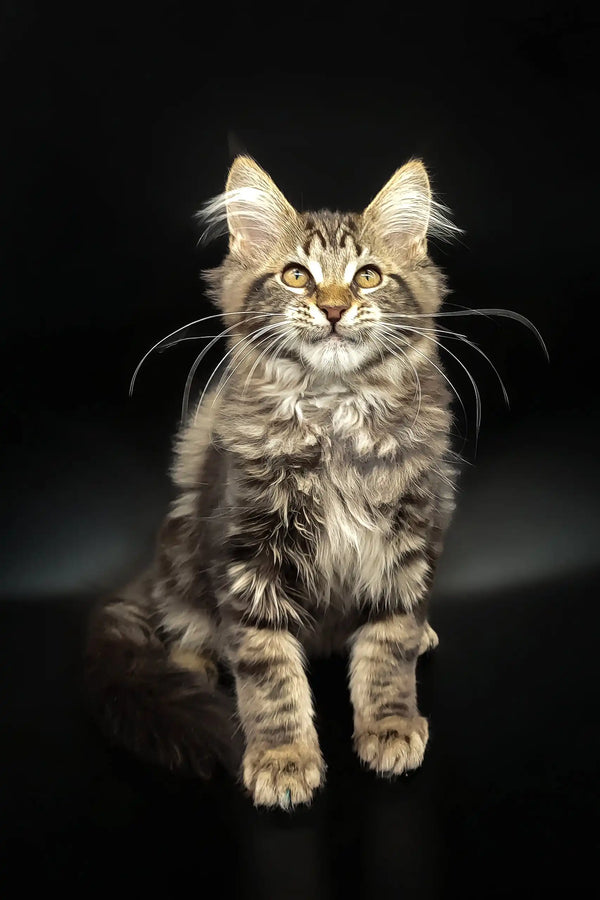 Fluffy tabby kitten named Dilan, a cute Maine Coon ready for cuddles