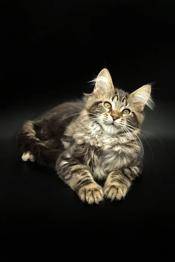 Cute Tabby Maine Coon kitten named Dilan, perfect for any cat lover