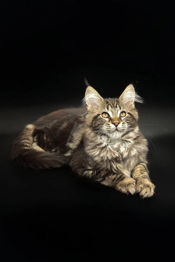 Adorable Tabby kitten with tufted ears from the Dilan Maine Coon Kitten collection