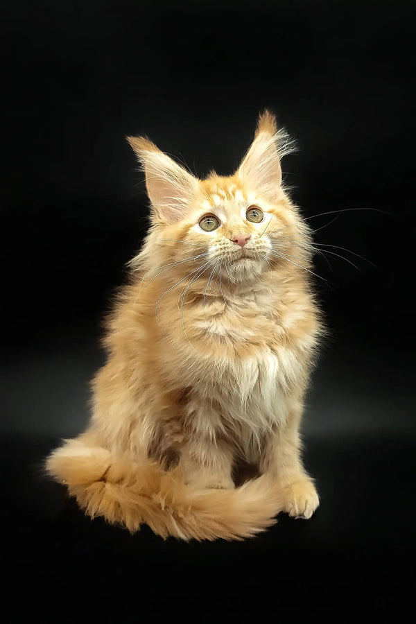 Orange Maine Coon cat Dillya showing off her playful personality and fluffy fur