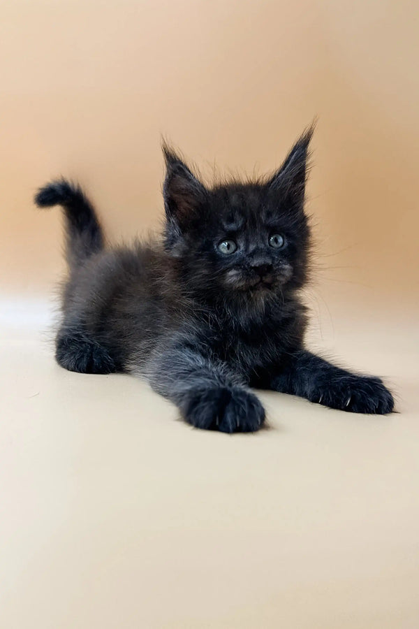 Adorable Black Maine Coon kitten Dizel with fluffy fur and cute ear tufts
