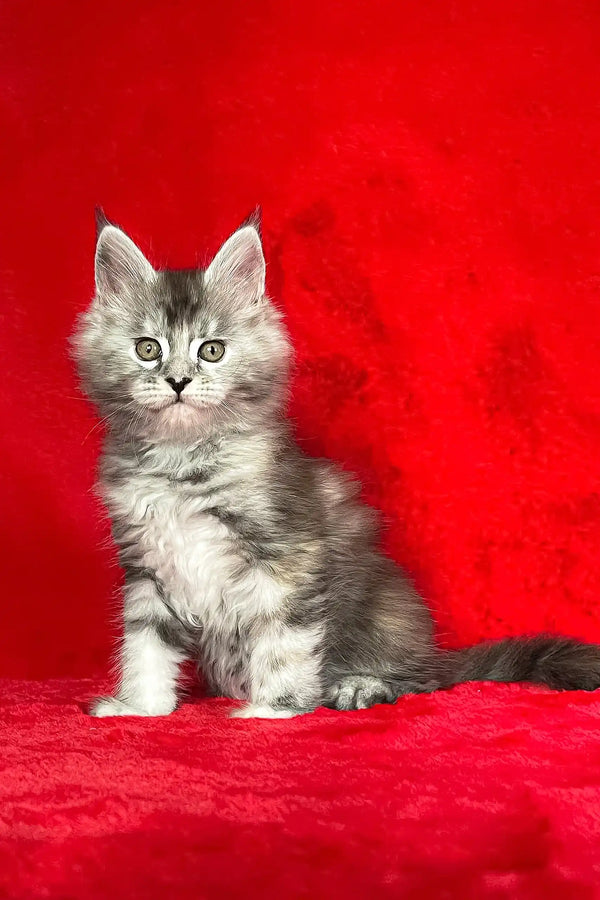 Gray tabby kitten named Dolly from Maine Coon Kitten collection