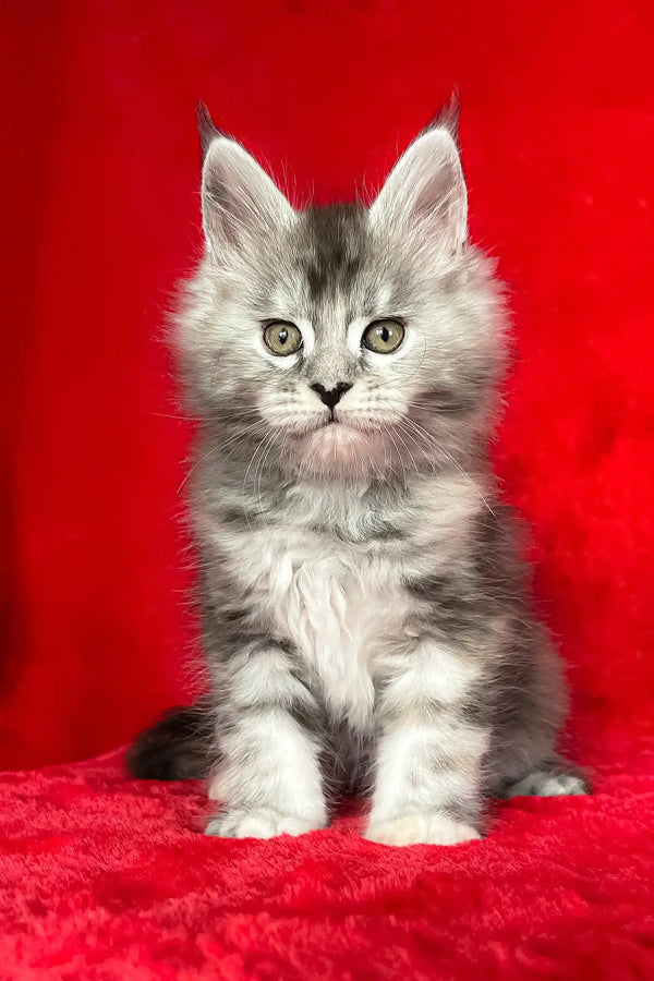 Gray Tabby Maine Coon Kitten named Dolly playing with a toy at home