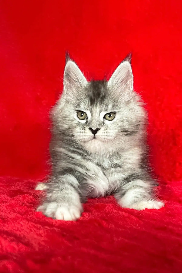 Adorable Gray Tabby Kitten named Dolly from Maine Coon breed collection