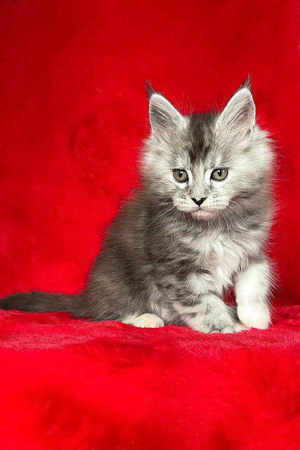 Gray and white kitten named Dolly, a cute Maine Coon kitty ready for adoption
