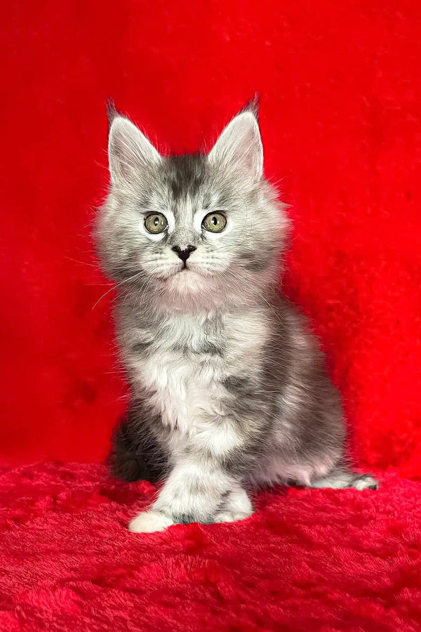 Gray and white Maine Coon kitten named Dolly looking adorable and playful