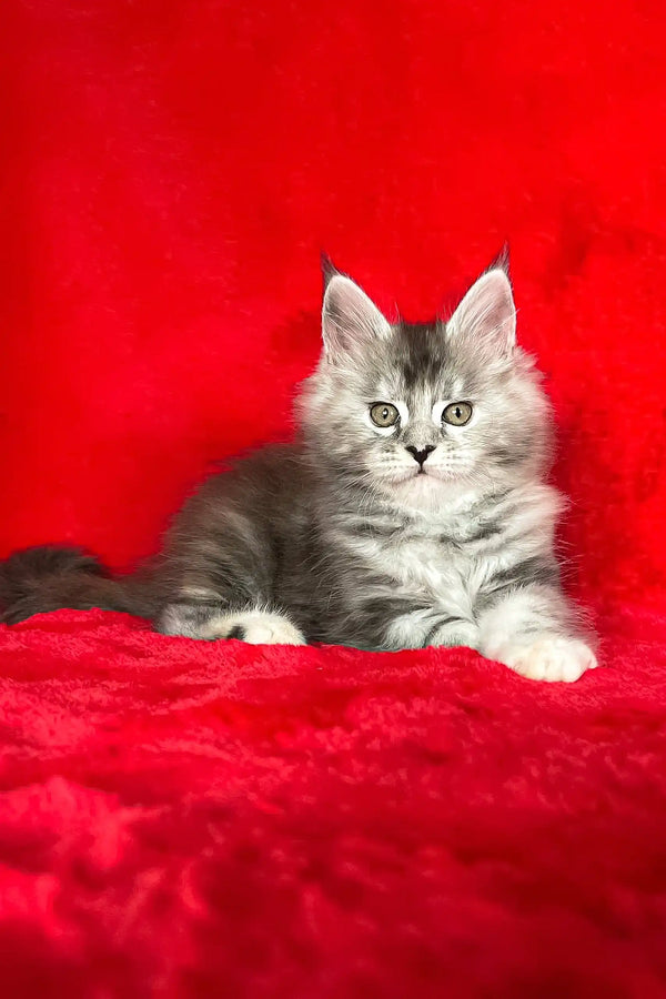 Gray and white Maine Coon kitten named Dolly looking adorable and playful