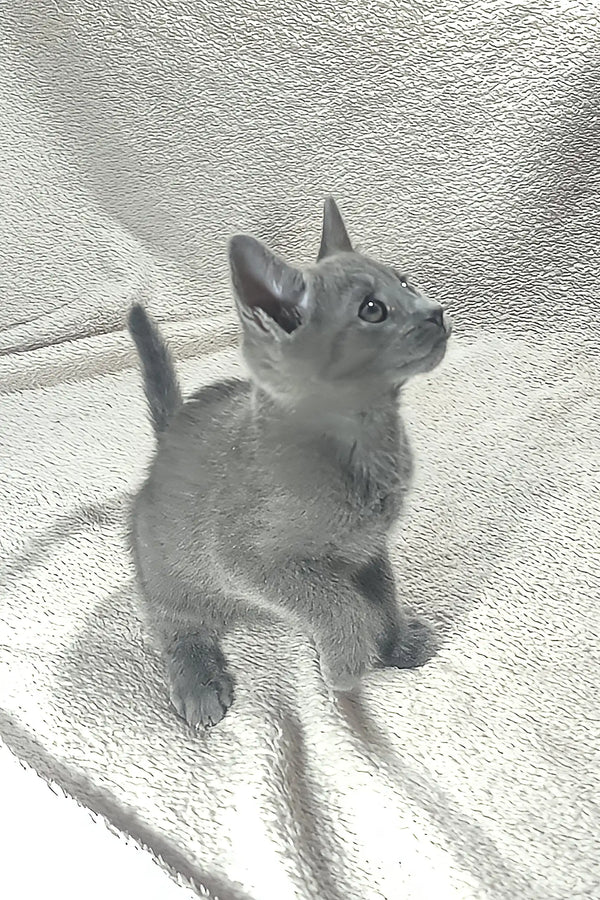 Gray kitten standing proudly in the Doran Russian Blue Kitten product display