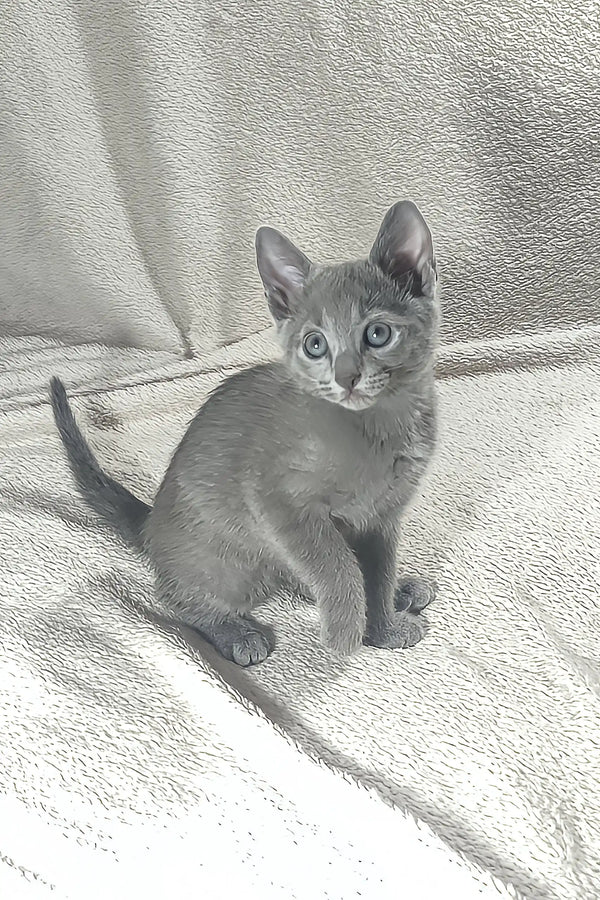 Gray kitten with alert expression from the Doran Russian Blue Kitten collection
