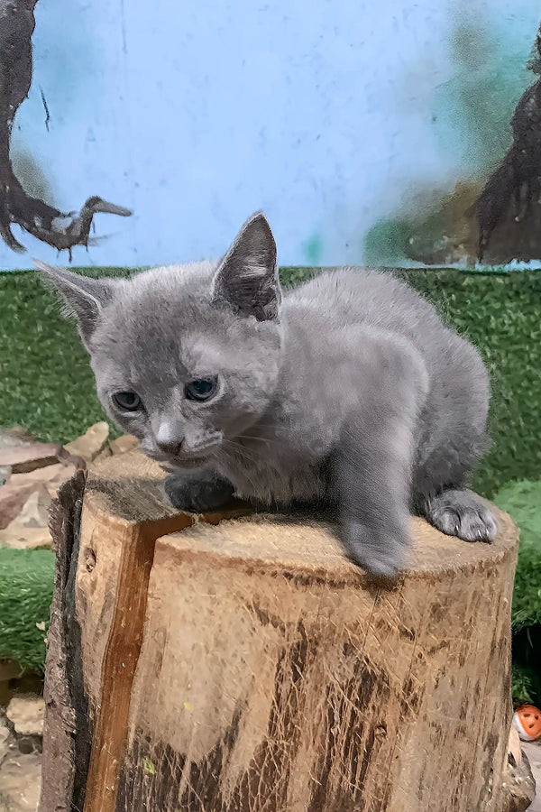Gray Russian Blue kitten named Doran sitting on a stump looking adorable