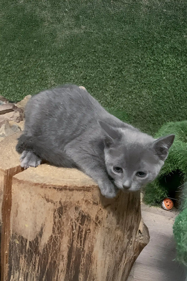 Gray kitten on a tree stump showcasing the adorable Doran Russian Blue Kitten