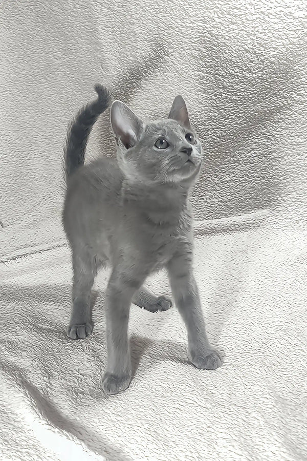 Gray kitten standing proudly, showcasing the adorable Dorena Russian Blue breed