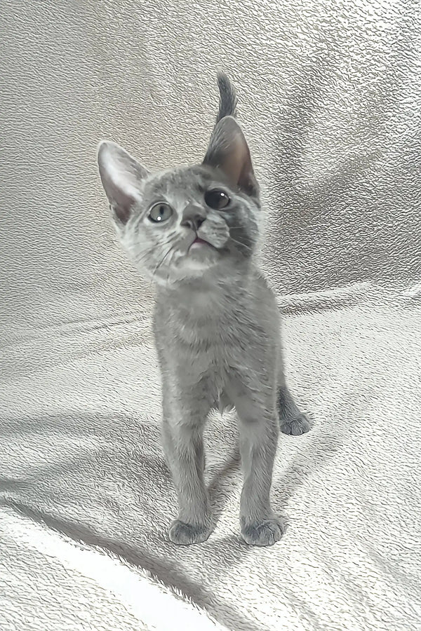 Gray kitten standing proudly, showcasing the adorable Dorena Russian Blue Kitten