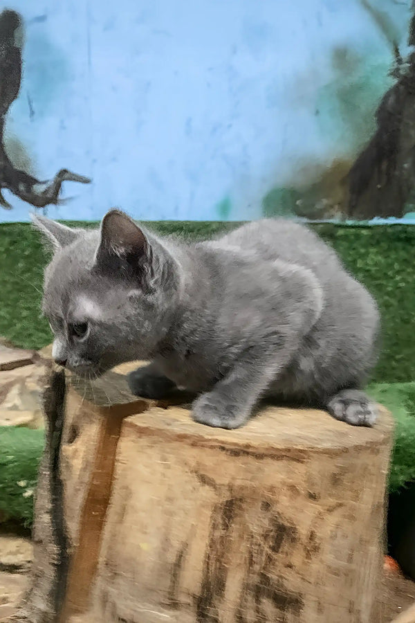 Gray kitten named Dorena resting adorably on a stump, showcasing her Russian Blue charm