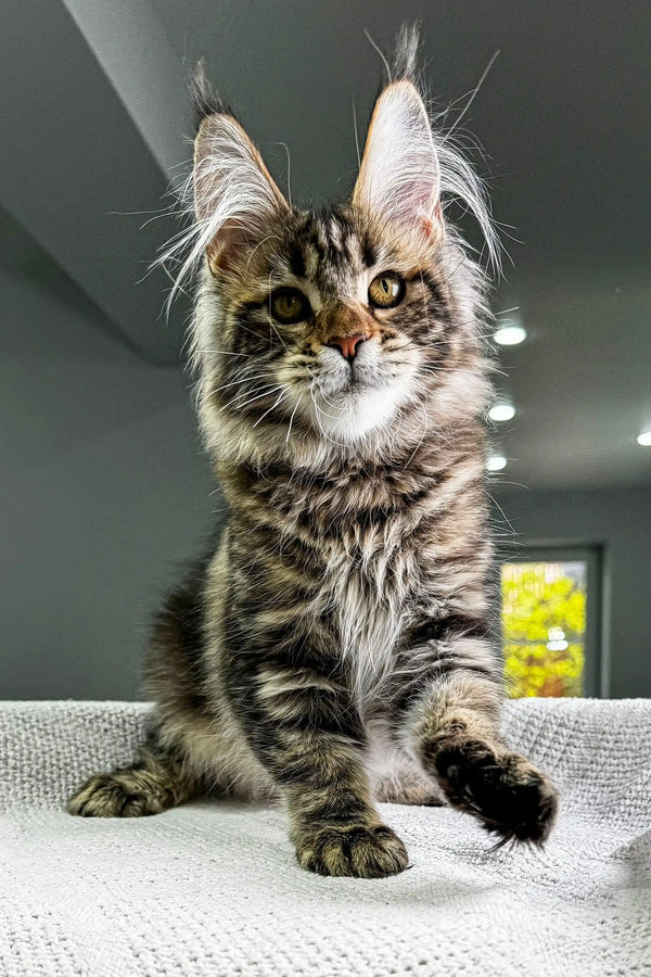Cute Maine Coon kitten Dory with fluffy coat and ear tufts ready for a new home