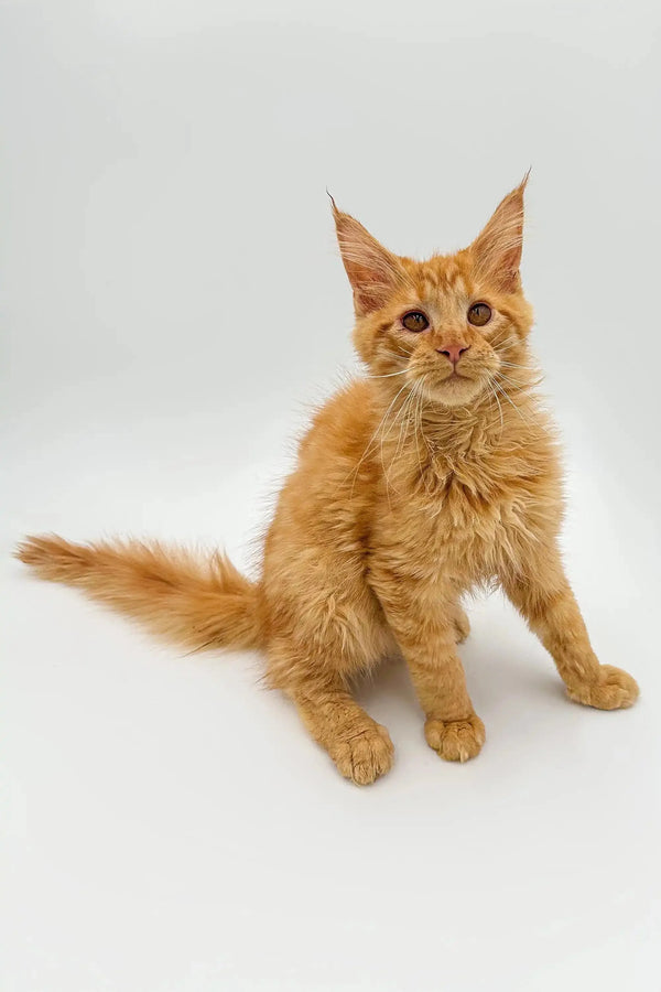 Adorable orange tabby Maine Coon kitten Duke with fluffy coat and ear tufts