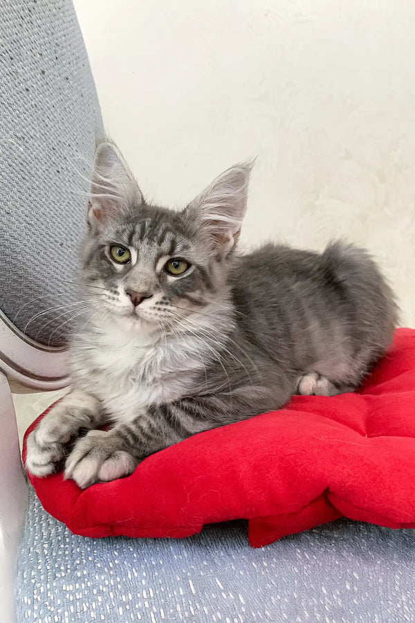 Gray tabby cat lounging on red cushion for Eddy Maine Coon Kitten product