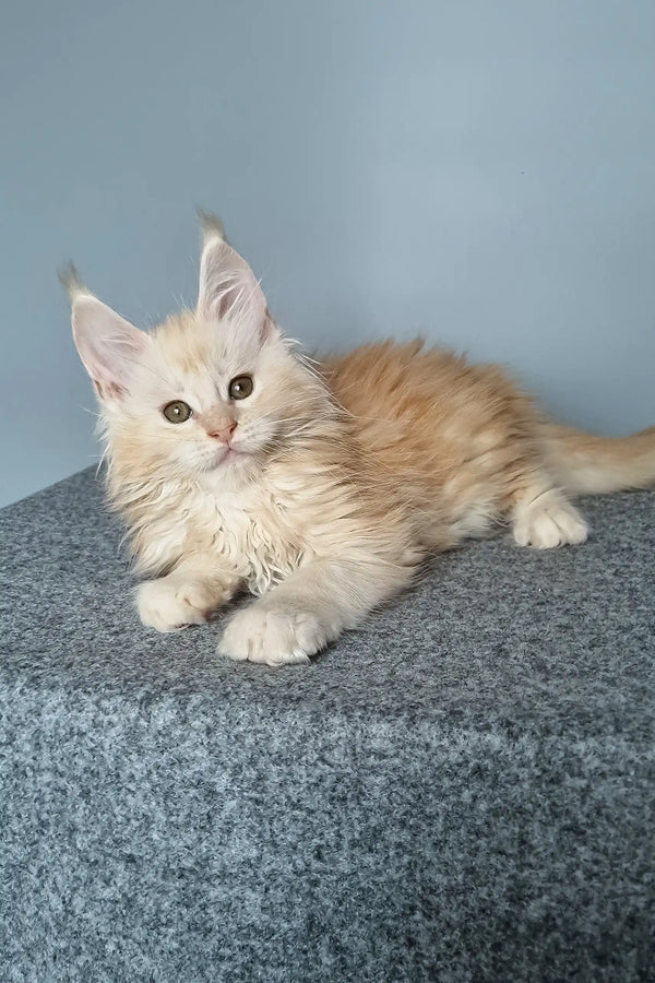 Adorable Maine Coon kitten named Edgar, showcasing fluffy fur and playful personality