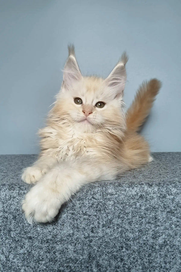 Cute cream-colored Maine Coon kitten named Edgar looking playful and adorable