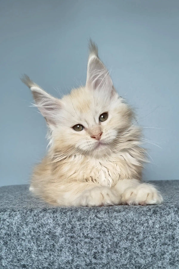 Cream-colored Maine Coon kitten named Edgar lounging cutely on a soft blanket