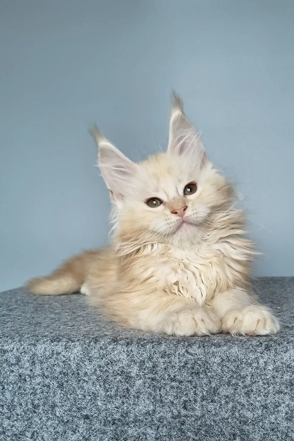 Cream-colored Maine Coon kitten Edgar looking adorable and playful in a cozy setting