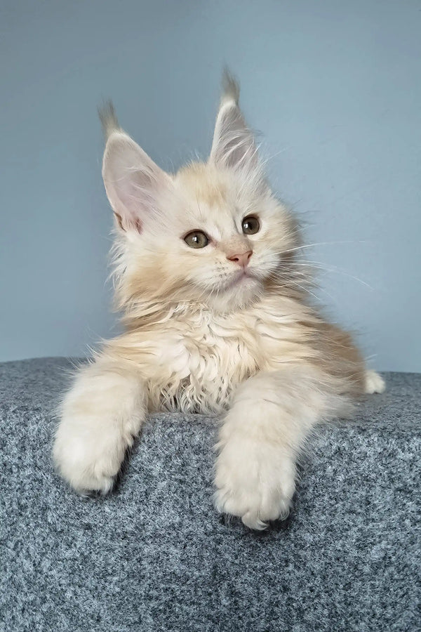 Cream-colored Maine Coon kitten Edgar showcasing his adorable fluffy cuteness