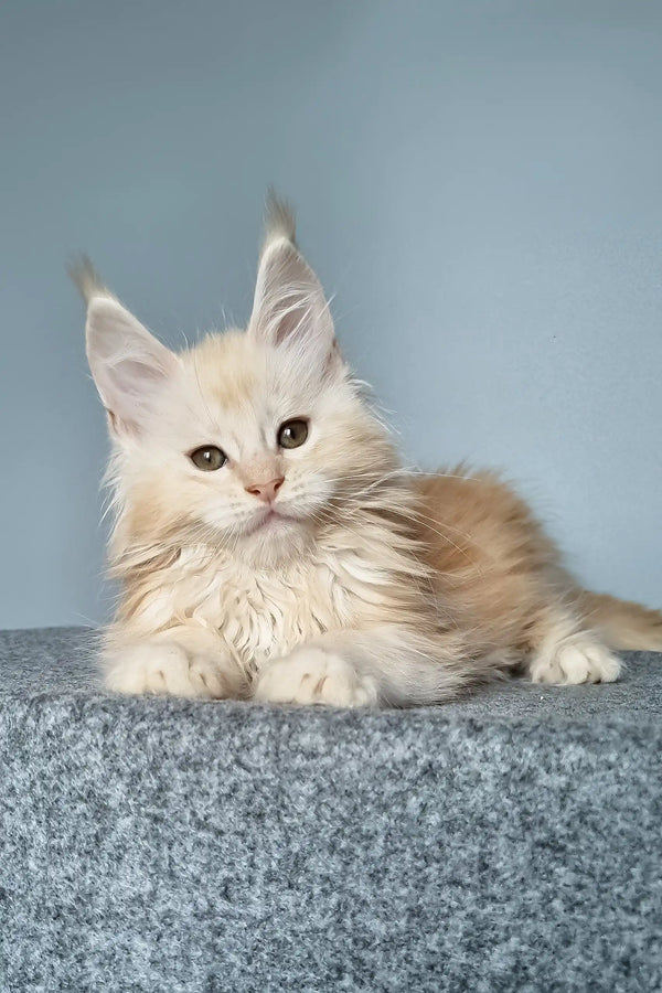 Cream and tan Maine Coon kitten named Edgar, cute and fluffy with playful energy