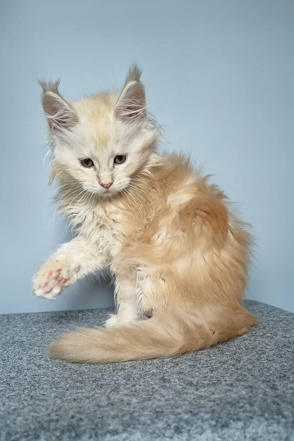 Fluffy ginger Maine Coon kitten Edgar with tufted ears looking adorable and playful